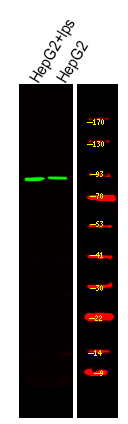 Phospho-RSK2 (Tyr529) Antibody in Western Blot (WB)