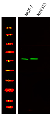 Phospho-TRF2 (Ser323) Antibody in Western Blot (WB)