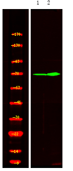 Phospho-XRCC1 (Thr284) Antibody in Western Blot (WB)