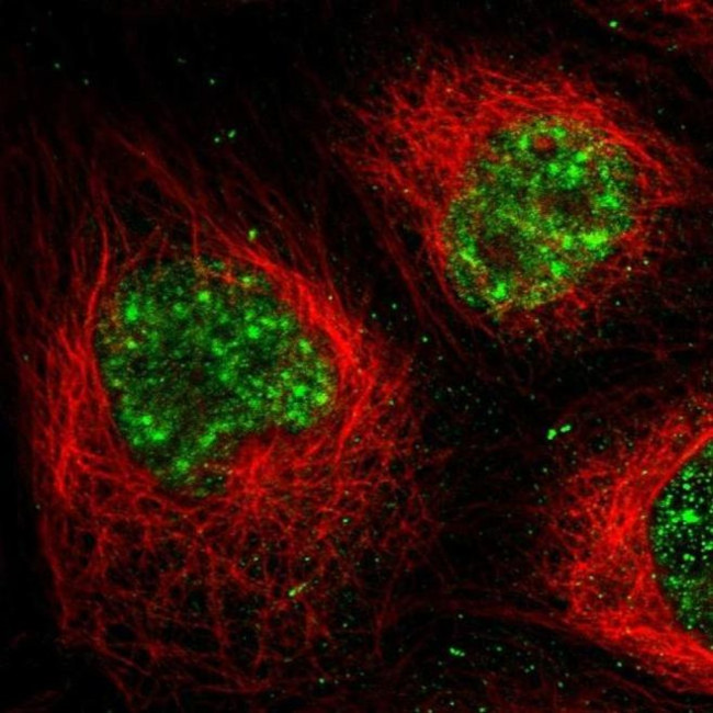 MPP1 Antibody in Immunocytochemistry (ICC/IF)