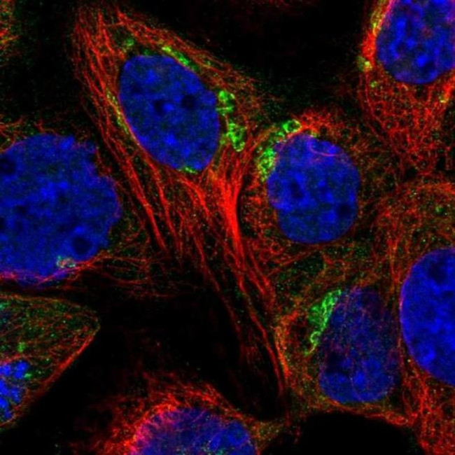 SYAP1 Antibody in Immunocytochemistry (ICC/IF)
