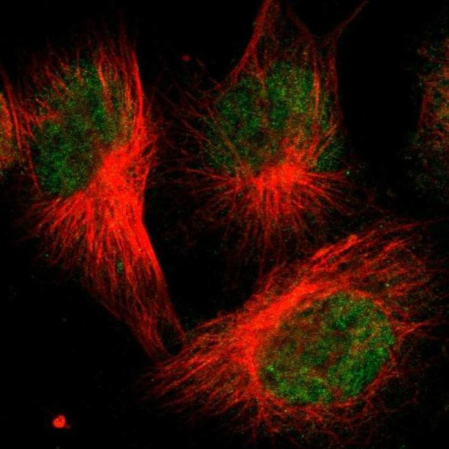 FBXO3 Antibody in Immunocytochemistry (ICC/IF)