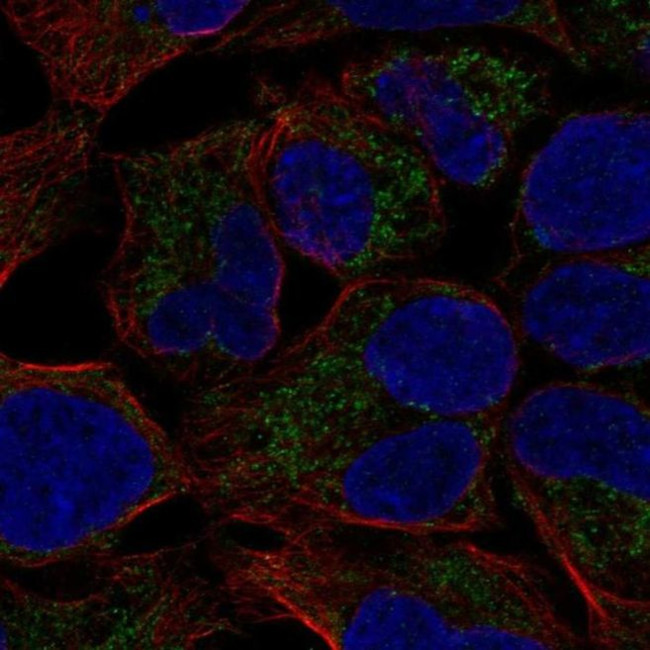 MCAT Antibody in Immunocytochemistry (ICC/IF)