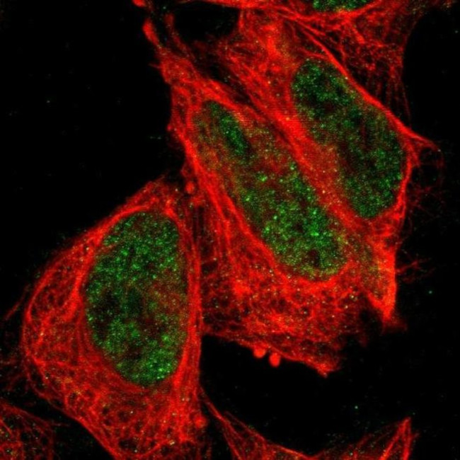 FBXO4 Antibody in Immunocytochemistry (ICC/IF)