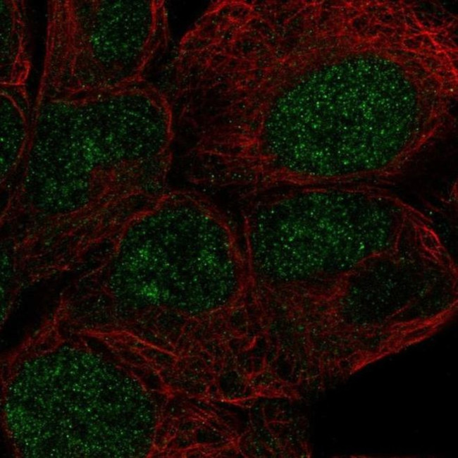 ZNF429 Antibody in Immunocytochemistry (ICC/IF)