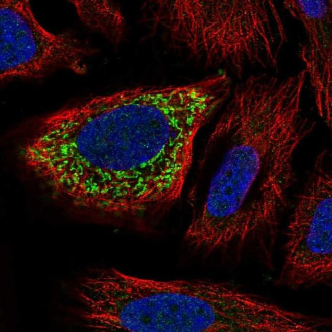 ZNF230 Antibody in Immunocytochemistry (ICC/IF)