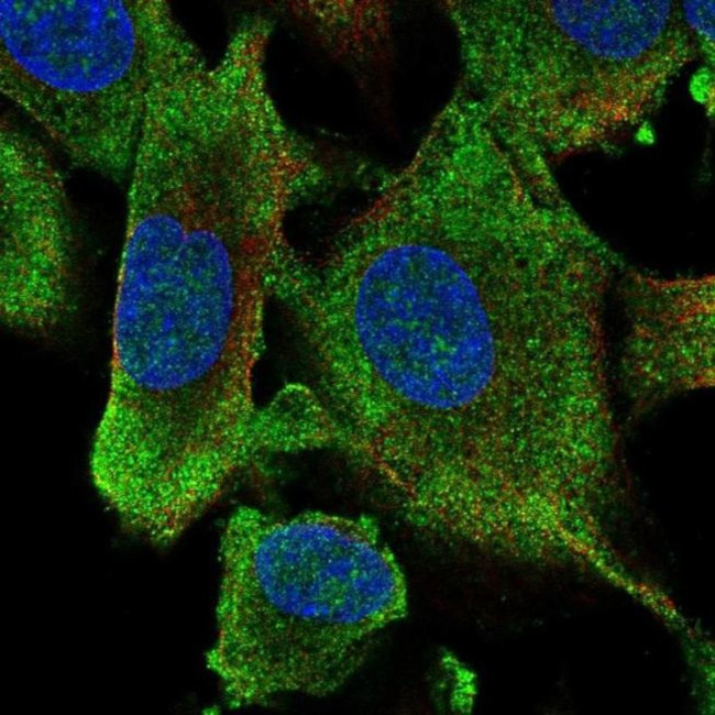 HECW1 Antibody in Immunocytochemistry (ICC/IF)