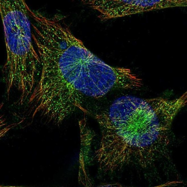 PLCB4 Antibody in Immunocytochemistry (ICC/IF)