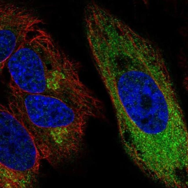 CCPG1 Antibody in Immunocytochemistry (ICC/IF)