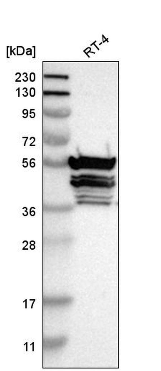 TMCO4 Antibody in Western Blot (WB)