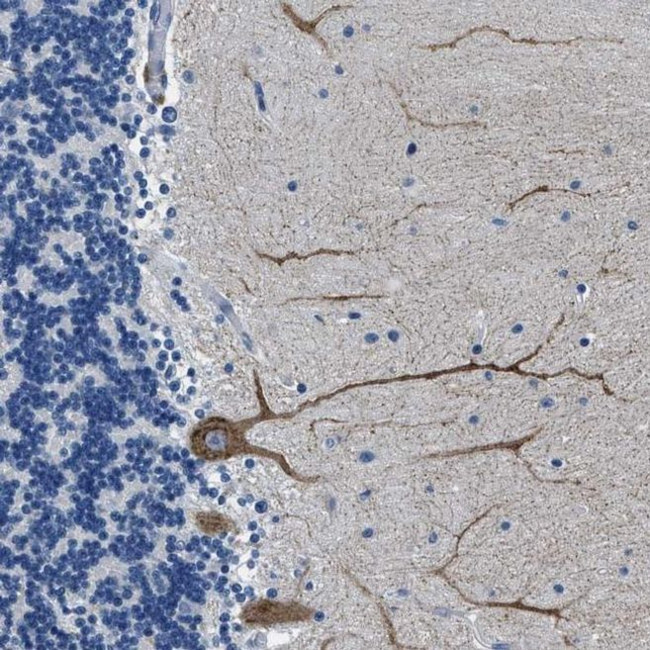 Connexin 46 Antibody in Immunohistochemistry (IHC)