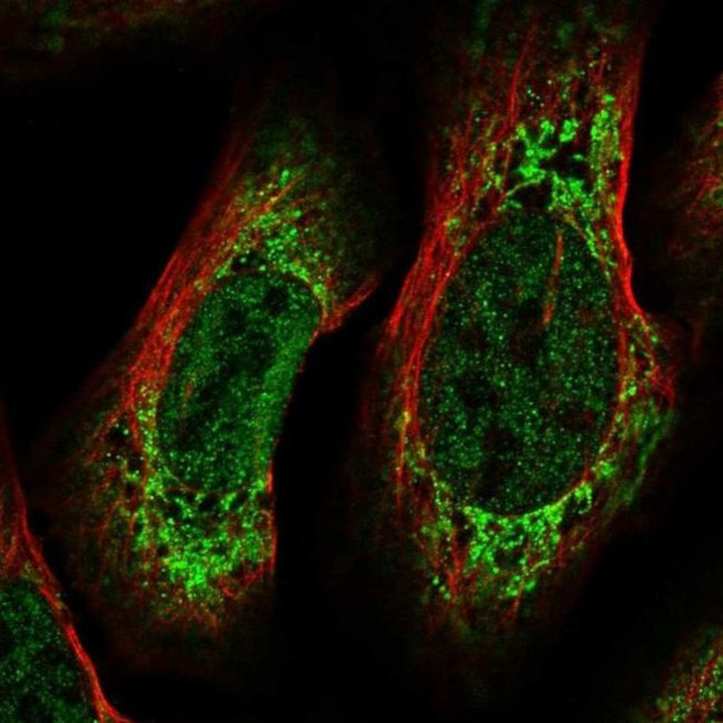 CREB3L2 Antibody in Immunocytochemistry (ICC/IF)
