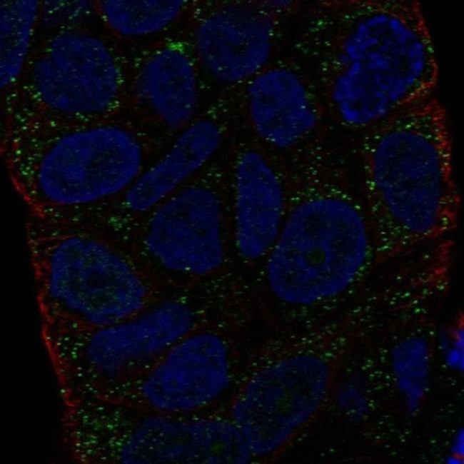 HLA-DMA Antibody in Immunocytochemistry (ICC/IF)