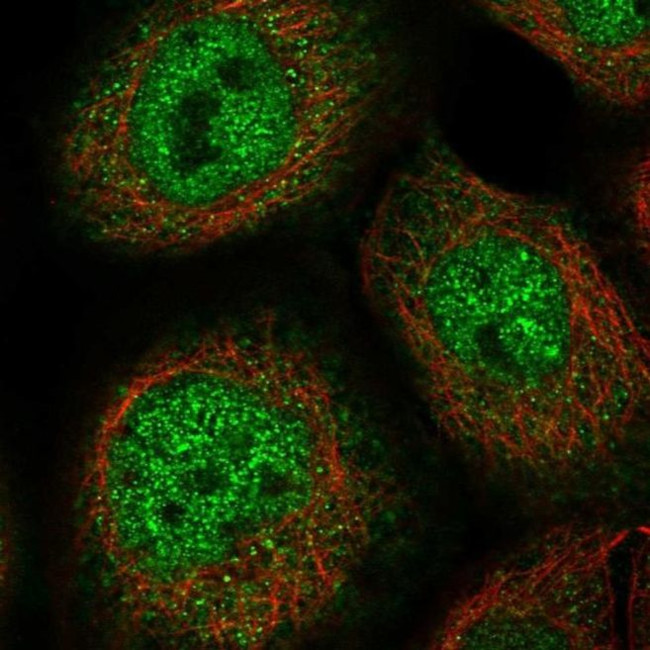ZNF187 Antibody in Immunocytochemistry (ICC/IF)