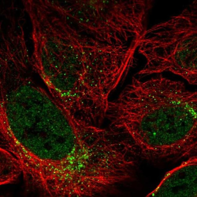SPATA6 Antibody in Immunocytochemistry (ICC/IF)