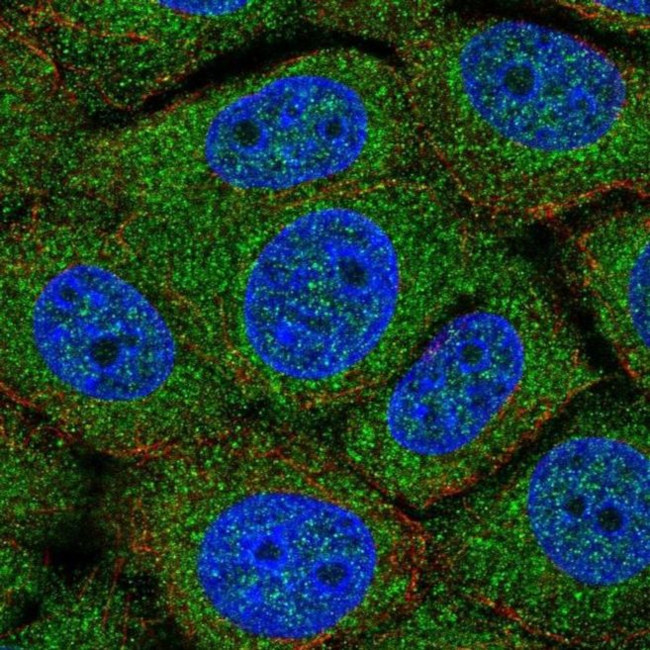 TMEM254 Antibody in Immunocytochemistry (ICC/IF)