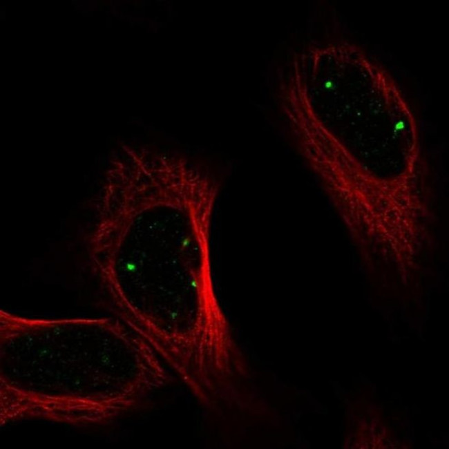 PRDM15 Antibody in Immunocytochemistry (ICC/IF)