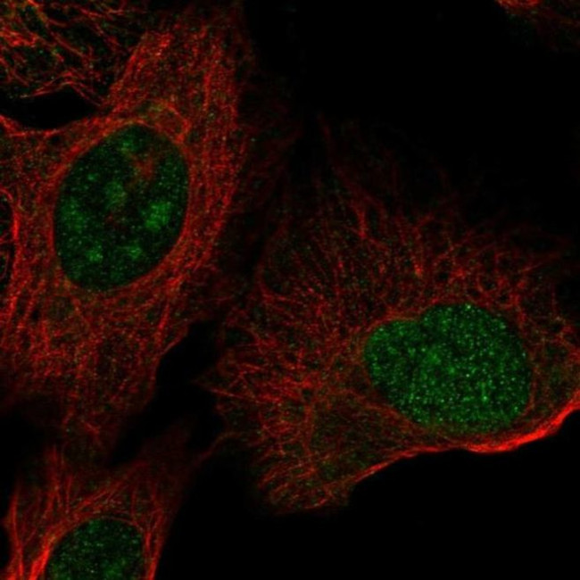 ZNF771 Antibody in Immunocytochemistry (ICC/IF)