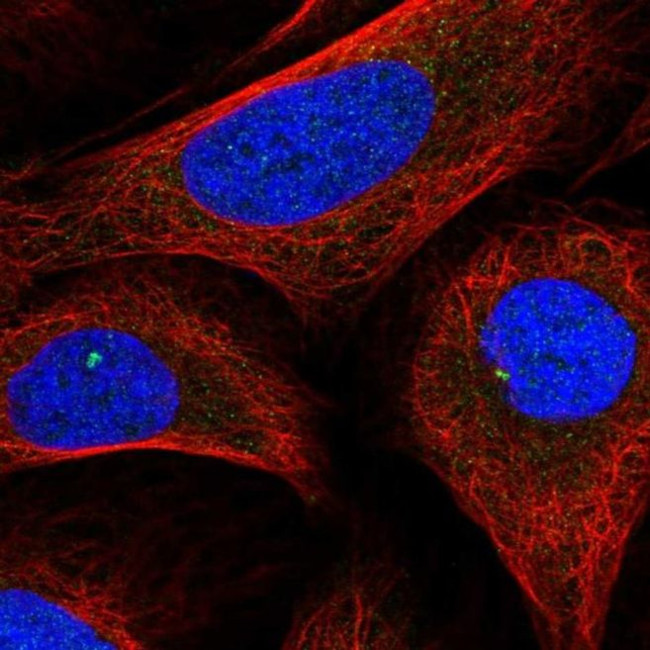 DDX26B Antibody in Immunocytochemistry (ICC/IF)