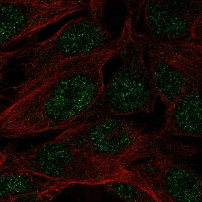 SPATS1 Antibody in Immunocytochemistry (ICC/IF)