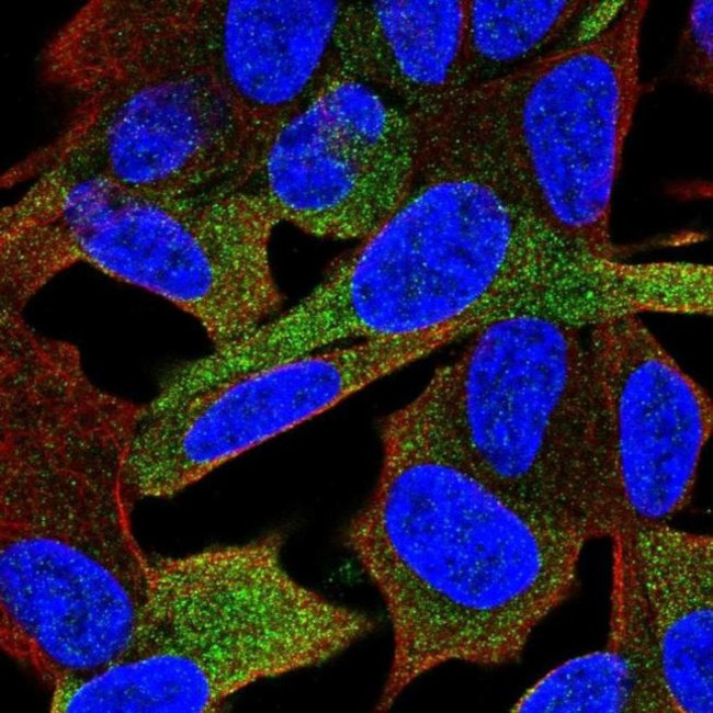 GPRASP1 Antibody in Immunocytochemistry (ICC/IF)