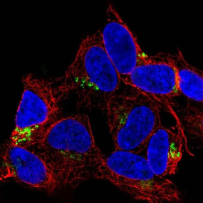 FAM184A Antibody in Immunocytochemistry (ICC/IF)