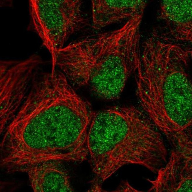 PMF1 Antibody in Immunocytochemistry (ICC/IF)