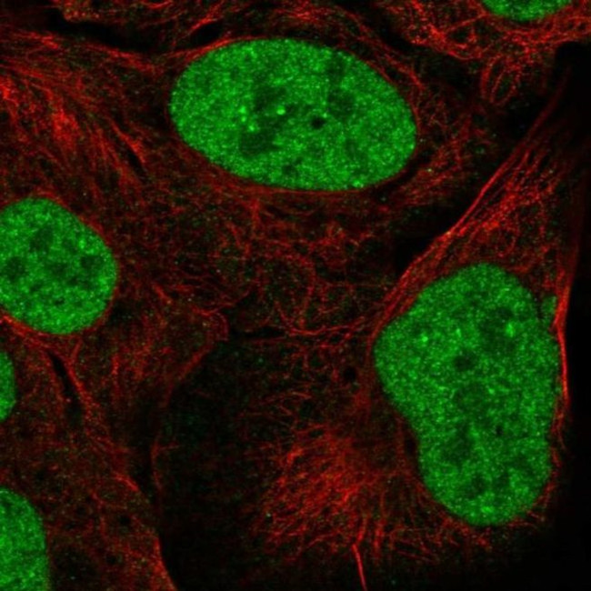 ZNF792 Antibody in Immunocytochemistry (ICC/IF)