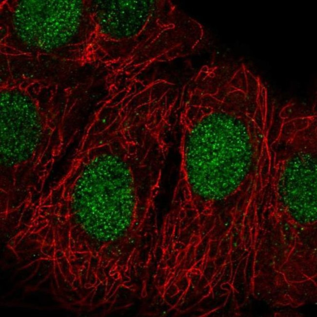 ZRANB3 Antibody in Immunocytochemistry (ICC/IF)
