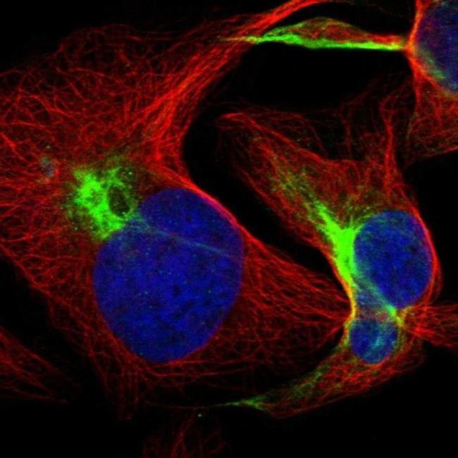 FBXL19 Antibody in Immunocytochemistry (ICC/IF)