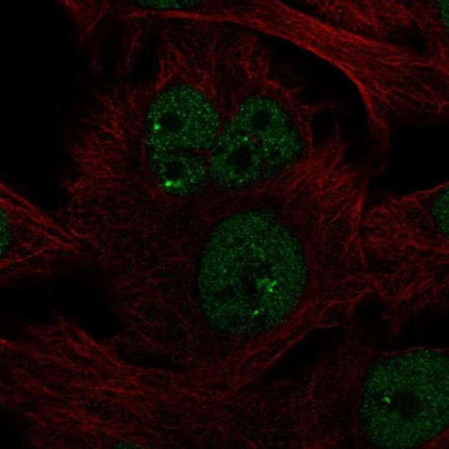 NME5 Antibody in Immunocytochemistry (ICC/IF)