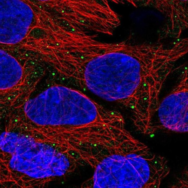 ANKRD6 Antibody in Immunocytochemistry (ICC/IF)