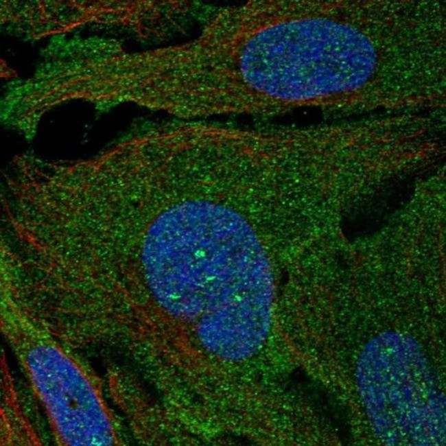 ARHGAP19 Antibody in Immunocytochemistry (ICC/IF)