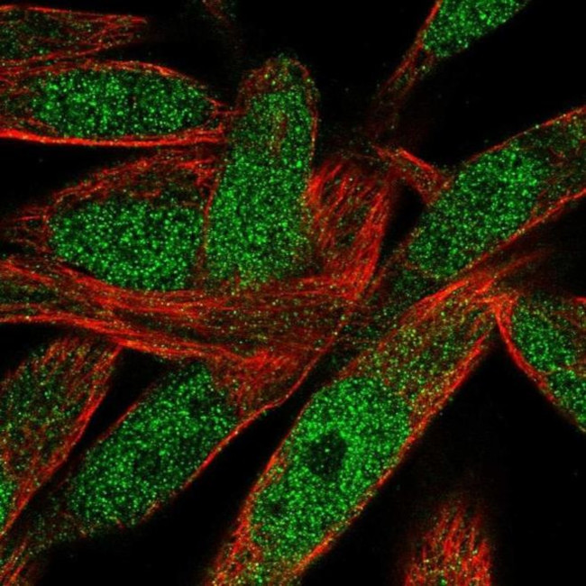 POLN Antibody in Immunocytochemistry (ICC/IF)