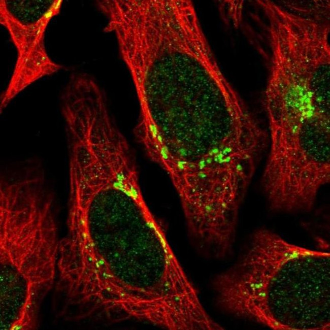 RNPEP Antibody in Immunocytochemistry (ICC/IF)