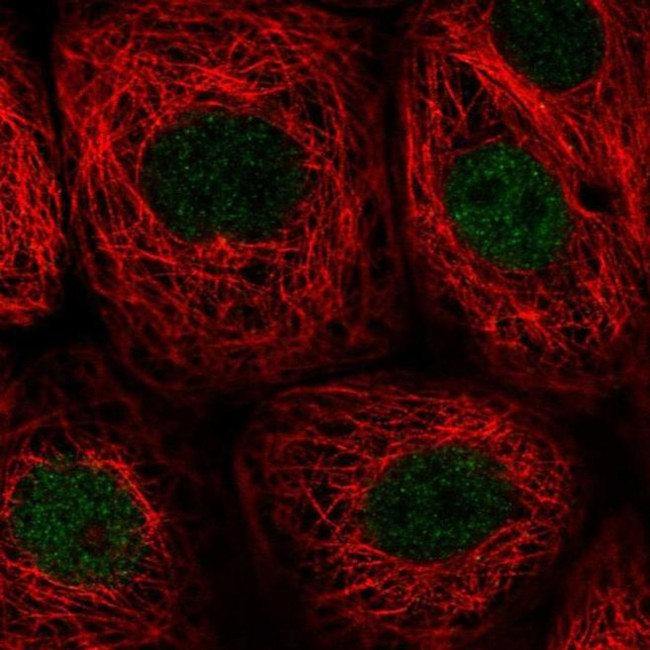 PWWP2B Antibody in Immunocytochemistry (ICC/IF)