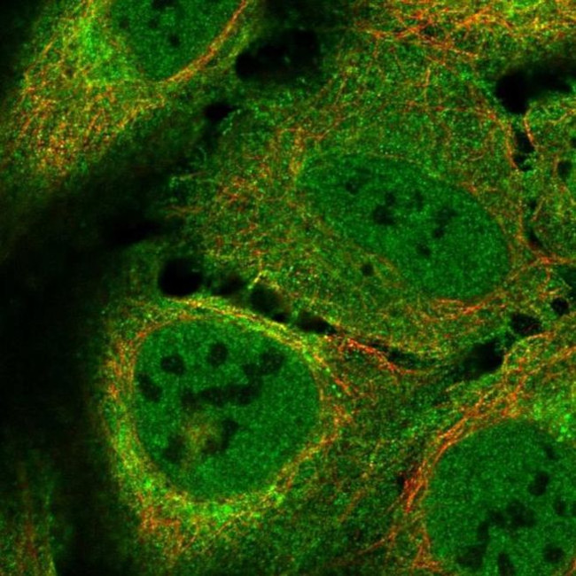 LUZP2 Antibody in Immunocytochemistry (ICC/IF)