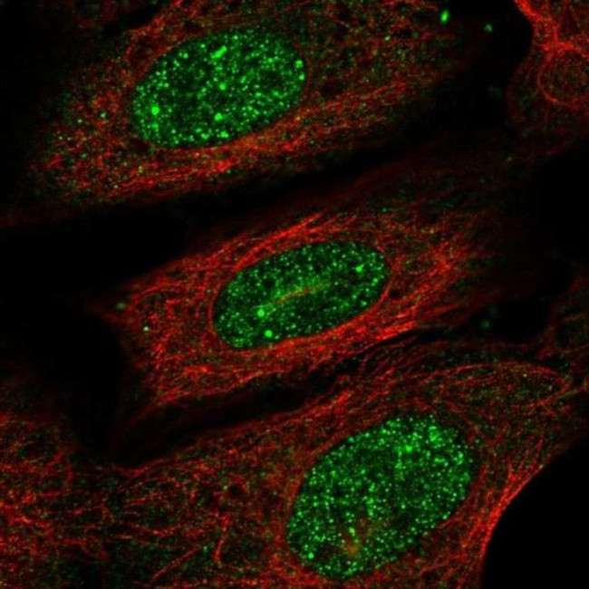 PRR13 Antibody in Immunocytochemistry (ICC/IF)