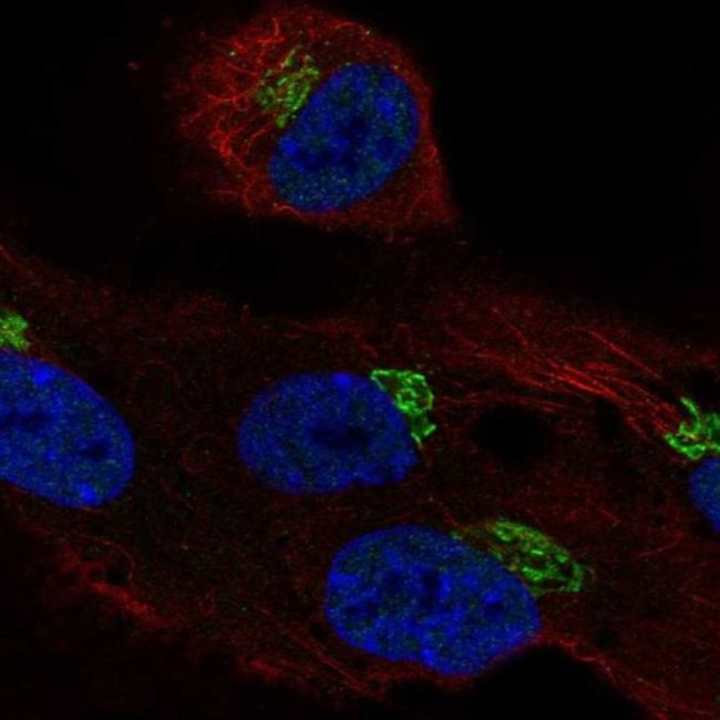 LRRC43 Antibody in Immunocytochemistry (ICC/IF)