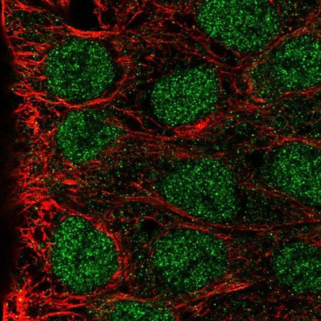 MAB21L3 Antibody in Immunocytochemistry (ICC/IF)