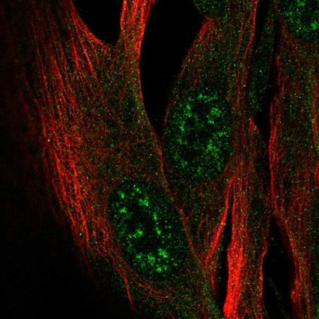 ZCWPW2 Antibody in Immunocytochemistry (ICC/IF)