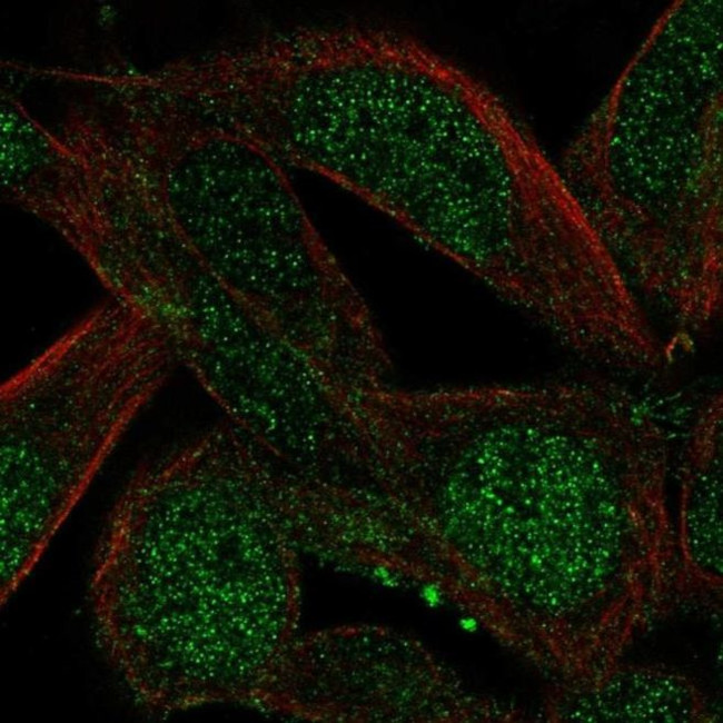 Ccdc89 Antibody in Immunocytochemistry (ICC/IF)