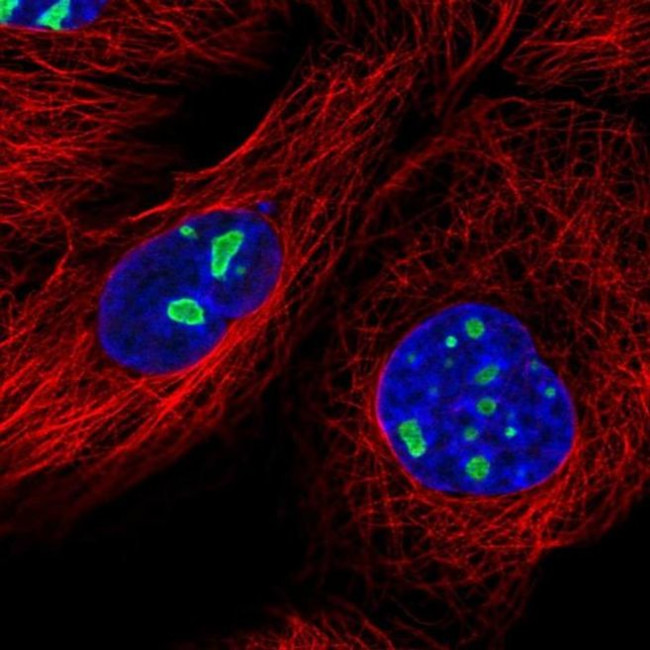 DDX18 Antibody in Immunocytochemistry (ICC/IF)