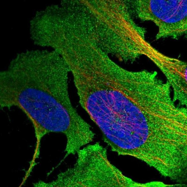 Muskelin Antibody in Immunocytochemistry (ICC/IF)