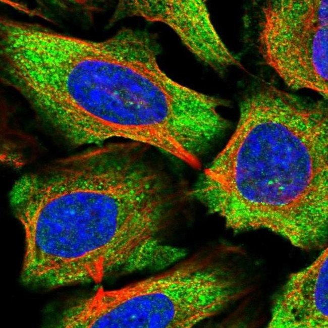 C15orf39 Antibody in Immunocytochemistry (ICC/IF)