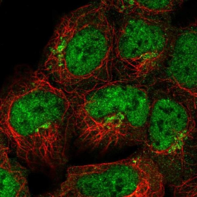 FAM184A Antibody in Immunocytochemistry (ICC/IF)