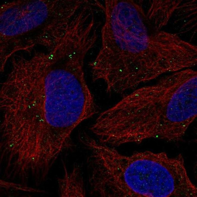 TMEM198 Antibody in Immunocytochemistry (ICC/IF)