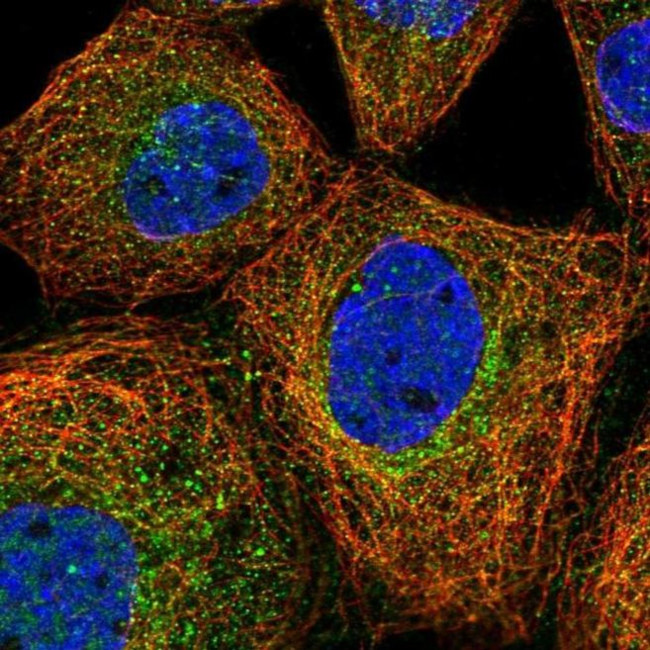 PRMT9 Antibody in Immunocytochemistry (ICC/IF)