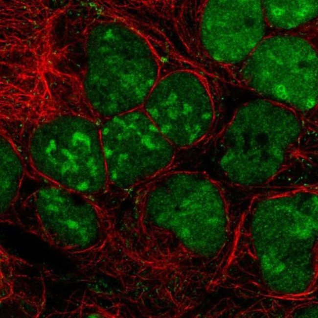 GPRIN3 Antibody in Immunocytochemistry (ICC/IF)