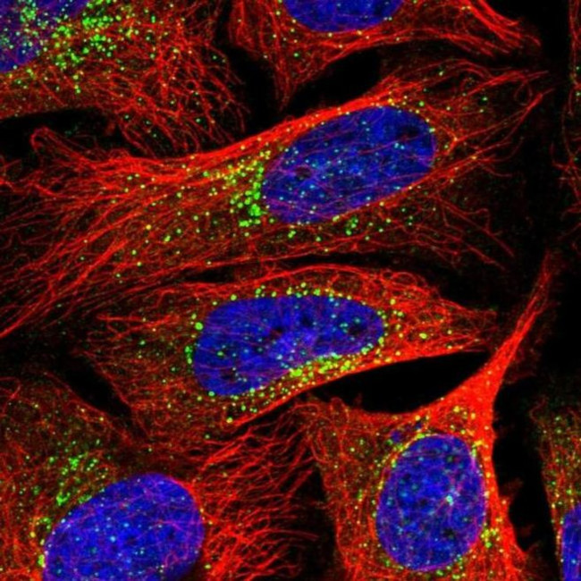 SEC23IP Antibody in Immunocytochemistry (ICC/IF)